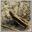 Chorthippus biguttulus - Nachtigall-Grashuepfer 02.jpg